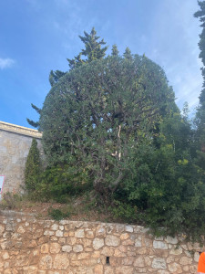 Photo de galerie - Elagage et coupe d'arbres