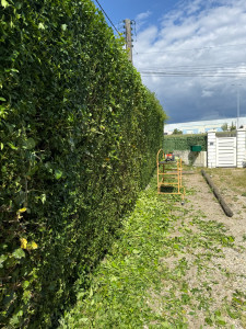 Photo de galerie - Taille de haie