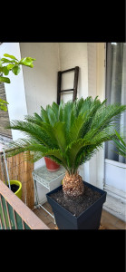 Photo de galerie - Palmiers âgé de 15 ans 