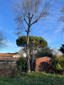 Photo de galerie - Elagage arbre 