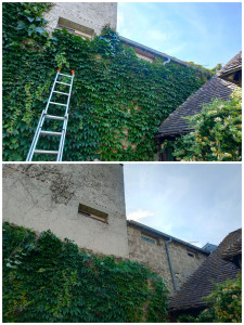 Photo de galerie - Elagage et coupe d'arbres