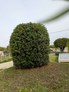 Photo de galerie - Remise en forme d’un laurier sauce 