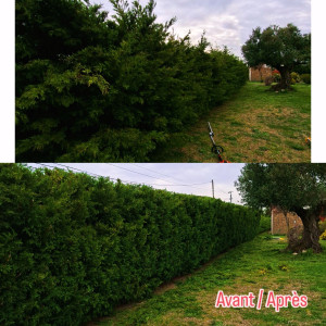 Photo de galerie - Taille cyprès 60 mètres 3 faces