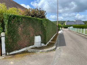 Photo de galerie - Haie de thuyas taillée ce jour le 21/8/2024