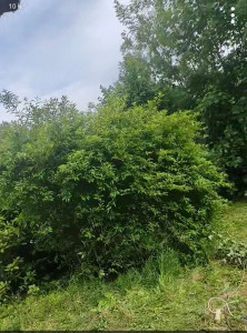 Photo de galerie - Elagage et coupe d'arbres