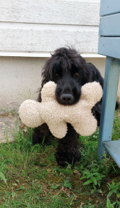 Photo de galerie - Garde chien
