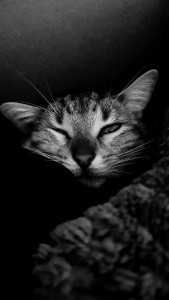 Photo de galerie - Un chat ! Parce que j'aime bien !