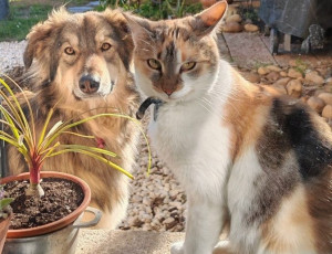 Photo de galerie - Garde animaux