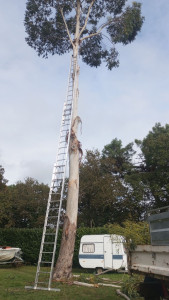 Photo de galerie - élagage eucalyptus 22 mètres, l'échelle trop courte,on a finit a la corde ?