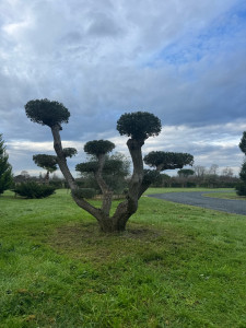 Photo de galerie - Taille d’un olivier en nuages