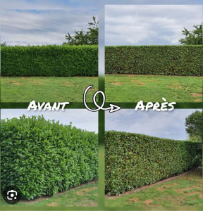 Photo de galerie - Taille de haies et d'arbustes