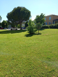 Photo de galerie - Tonte pelouse 