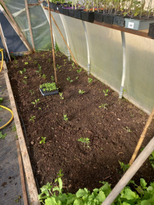 Photo de galerie - Préparation jardin ou serre pour légumes 