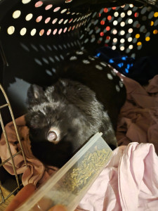 Photo de galerie - Garde de Toukie ! ??