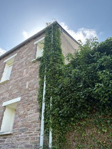 Photo de galerie - Taille de haies et d'arbustes