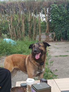 Photo de galerie - Garde d'un magnifique et adorable chien à son domicile pendant 4 jours
