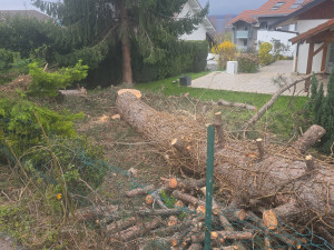 Photo de galerie - Coupe d un gros pin