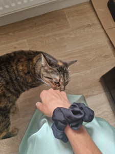 Photo de galerie - Petite minette, visite au domicile des propriétaires