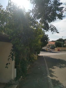 Photo de galerie - Demande de taille pour libérer le trottoirs tout en gardant de l'ombrage.