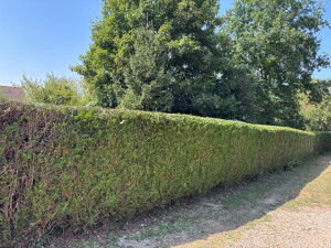 Photo de galerie - Taillage de la haie fini