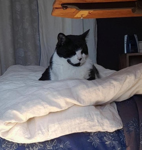 Photo de galerie - 1 autre chat que je garde régulièrement !