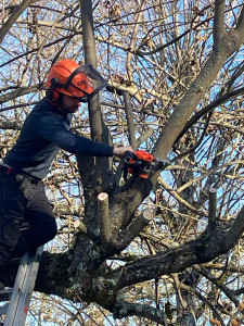 Photo de galerie - Elagage et coupe d'arbres