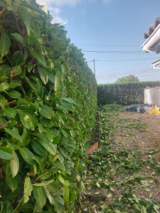 Photo de galerie - Taille de haie 
