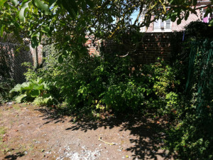Photo de galerie - Débroussaillage et enlèvement mauvaises herbes, ronces et lierres sur parterre et muret (avant) 