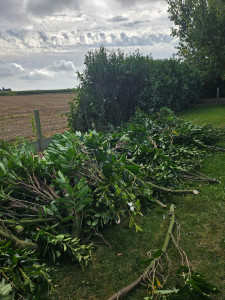 Photo de galerie - Arrachage de haie avec rognage de souche