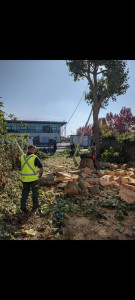 Photo de galerie - Élagage de platanes avec beaucoup de contraintes 