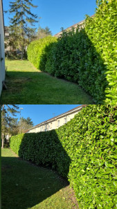 Photo de galerie - Taille de haies et d'arbustes
