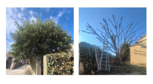 Photo de galerie - Elagage et coupe d'arbres