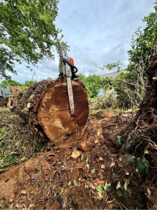 Photo de galerie - Elagage et coupe d'arbres