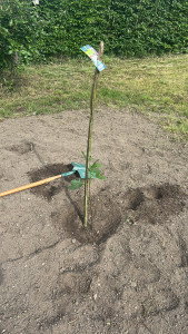 Photo de galerie - Plantation figuier 