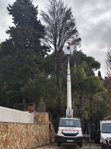 Photo de galerie - Elagage et coupe d'arbres