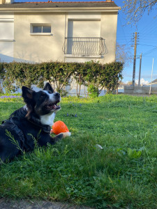 Photo de galerie - Garde chien