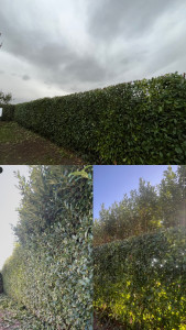 Photo de galerie - Rabattage d’une haie de laurier. 6m->3m