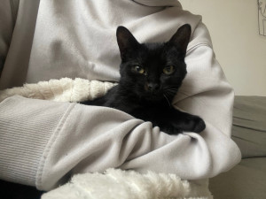 Photo de galerie - Garde d’un chaton durant 2mois en tant que famille d’accueil 