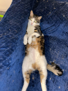 Photo de galerie - Garde chat