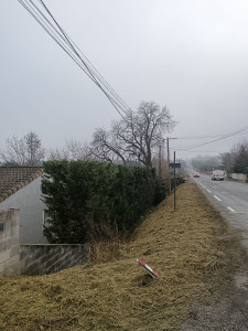 Photo de galerie - Taille de haies et d'arbustes