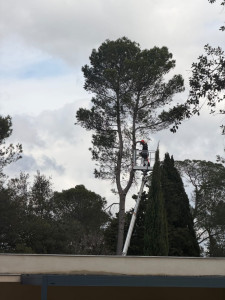 Photo de galerie - élagage 