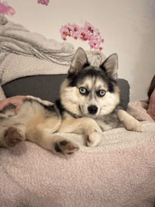Photo de galerie - Un petit pensionnaire très timide? mais très attachant et trop mimi, ravi d’avoir pu découvrir ce petit loulou
