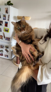Photo de galerie - Garde de chat