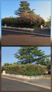 Photo de galerie - Taille de haie