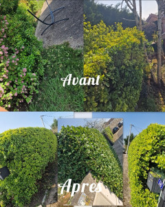 Photo de galerie - Avant / Après d’une taille de haie réalisée avec soin pour redonner une forme nette, propre et harmonieuse à l’ensemble.

Un entretien soigné pour un extérieur plus propre et plus esthétique.

ND Jardins & Paysages