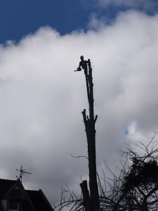 Photo de galerie - Elagage et coupe d'arbres