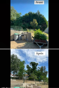 Photo de galerie - Elagage et coupe d'arbres