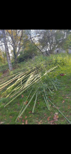 Photo de galerie - Elagage et coupe d'arbres