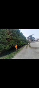 Photo de galerie - Taille de haies et d'arbustes