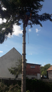 Photo de galerie - Elagage et coupe d'arbres
